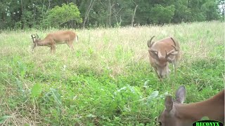 Create Terrific Deer Food Plots with These Insights [upl. by Atener]