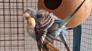 budgies mating  budgies mating parakeet singing ll birds budgies nature birdsmating 👍 [upl. by Elahcim]