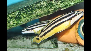 Julidochromis ornatus Uvira [upl. by Alleunam]