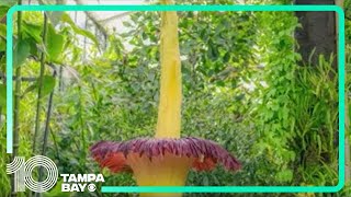 Corpse flower blooms on rare occasion at garden in London [upl. by Keung]