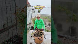 Süßkartoffelernte aus dem Fließtopf garten pflanzen gardening tipps ernte [upl. by Olympias839]