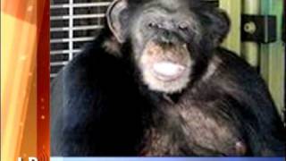 Chimpanzee Attack Lawsuit  Legal Broadcast Network [upl. by Eihcir]