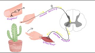 SNC  La moelle épinière et larc réflexe [upl. by Nilorac]