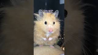 Things to consider before adopting a hamster nuggetthehamster hamster [upl. by Infield373]