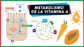 Vitamina A Digestión absorción y transporte  Metabolismo [upl. by Naghem639]