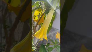 💫Brugmansia Sanguinea in bloom💫 tree flower flowers floras gold oro love sun nature wow [upl. by Rednave796]