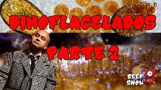 Reef Show 40  Dinoflagelados  Parte 2 [upl. by Hayott]