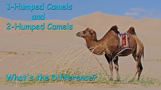 1 Humped camels and 2 humped camels Whats the Difference [upl. by Aihtniroc915]