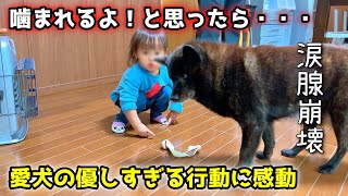 【感動】こんなに優しい犬、見たことない。オヤツあげてたら信じられない行動に [upl. by Nirtiac950]