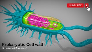 Cell wall structure amp functions EXPLAINED NAG NAM and the LatticeLike Structure of Peptidoglycan [upl. by Arahat]