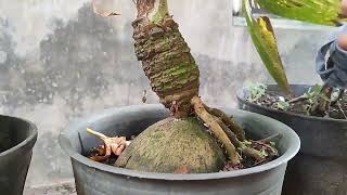 CARA CEPAT TUMBUHKAN AKAR BARU PADA BONSAI KELAPA  MENGGUNAKAN LIDAH BUAYA [upl. by Carrillo]