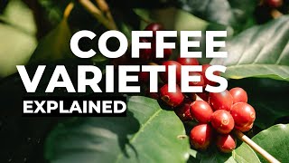 Coffee Varieties Arabica [upl. by Namilus]