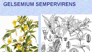 GELSEMIUM SEMPERVIRENS  ΑΝΤΙΜΕΤΩΠΙΣΗ ΟΞΕΩΝ ΚΑΤΑΣΤΑΣΕΩΝ ΜΕ ΟΜΟΙΟΠΑΘΗΤΙΚΗ [upl. by Anar]