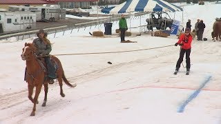 Extreme horse skijoring comes to Canterbury Park [upl. by Disharoon347]