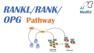 Introduction to RANKL  RANK  OPG Signaling Pathway [upl. by Acyssej]