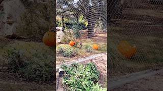 Cheetah attacks Halloween decorated pumpkin in its enclosure wildlife halloween shorts fun [upl. by Yttocs102]