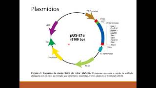 transgenese transposons plasmídeos e biblioteca genômica [upl. by Ajuna]