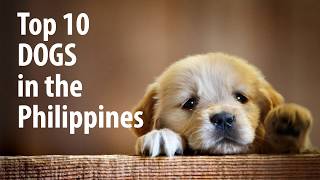 Top10 Dogs Philippines [upl. by Novaelc744]