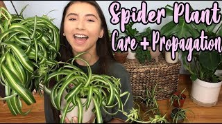 How To Take Care of A Spider Plant  Propagating Spider Plant Pups [upl. by Vullo]