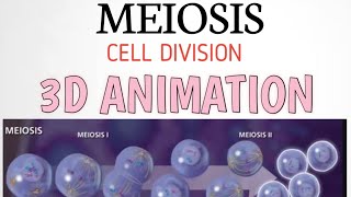 Cell division Meiosis 3D Animation in Urdu [upl. by Akibma]