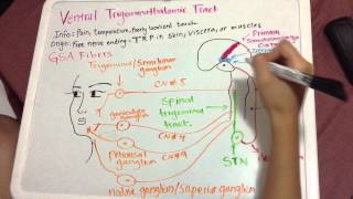 Ventral Trigeminothalamic Pathway [upl. by Aneerol949]