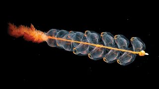 Facts Siphonophores [upl. by Nomi675]