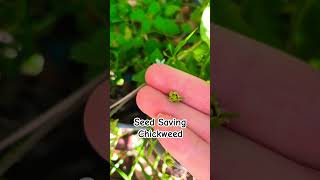 Seed Saving Series Chickweed seedsaving chickweed [upl. by Liagiba]