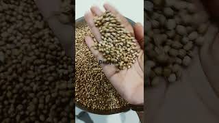 Daniyalu coriander seeds  benifits of coriander seeds  Digestion  drmanthenasatyanarayanaraju [upl. by Ahtelra]