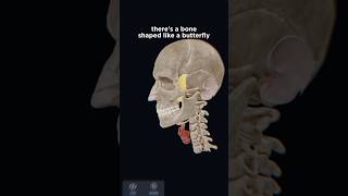 Sphenoid bone anatomy explained in 3D with VOKA Anatomy Pros 3D model [upl. by Sedruol]