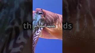 MindBlowing Squid Facts You Didnt Know [upl. by Ssor]