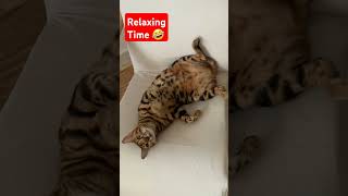 Relaxing moment of our Nala cat catmoments cat catlover bengalcat catvideos catvideos [upl. by Ahseenyt]