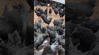 Make 2000 with BLACK CHICKENS Its Easier Than You Think [upl. by Melentha]