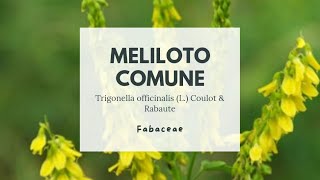 MELILOTO COMUNE  Trigonella officinalis Fabaceae  Yellow sweetclover [upl. by Fransisco]