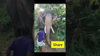 Maavelikkara Ganapathi youtubeshorts shorts kerala elephant viralvideo [upl. by Resarf389]