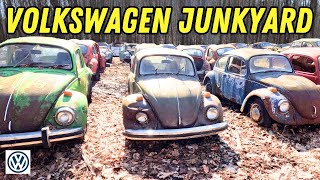 FULL TOUR VW Buses Beetles amp MORE HUGE Volkswagen JUNKYARD [upl. by Edlihtam]