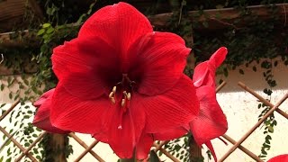 How to Make Your Amaryllis Bloom Again [upl. by Ailemaj]