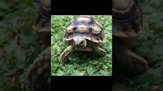 African Sulcata Tortoise Hatchling [upl. by Shanney]