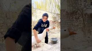 Village Life Uyghur Girl Cooks a HomeStyle Big Plate Goose [upl. by Rocca]