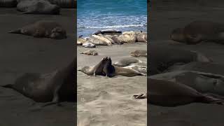 Seals Soaking in the Sun ☀️ [upl. by Gora]