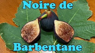 Noire de Barbentane Fig Tasting [upl. by Sallyanne144]