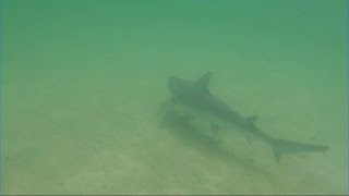 Shark footage Moreton Island [upl. by Adym]