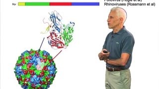 Picornaviruses  Stephen Harrison HarvardHHMI [upl. by Reemas73]