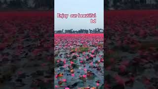 Dekha na dile bondhu❤️❤️ travel explore love nature song sunset newvideo bd [upl. by Worth658]