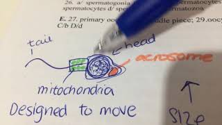 How fertilisation takes place acrosome reaction and cortical reaction [upl. by Haela]