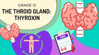 INTRO to THYROXIN  How the body regulates metabolism via TSH and Thyroxin [upl. by Sauers]