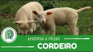 Saiba como iniciar uma criação de cordeiro [upl. by Lieberman178]