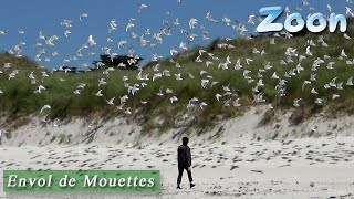 Envol de Mouettes rieuses [upl. by Giffy]