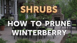 How to Prune Winterberry [upl. by Eilhsa]