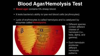 Microbiology HemolysisBlood Agar [upl. by Athalla917]