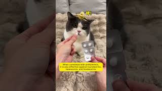 Deworm your pet in one minute🔥🔥puainta petcare cat pethealthdeworm cutecat petwellness [upl. by Reemas]